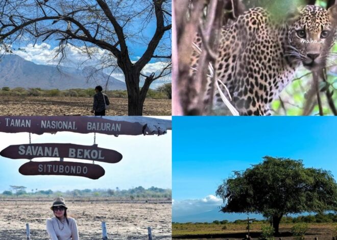 “Taman Nasional Baluran Dipadati Wisatawan, Wisata Safari Rasa Afrika Makin Diminati”